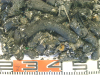 Refuse Paper & Plastic Fuel