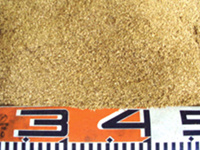 Fine wood chip